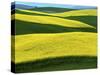 Canola Fields in bloom, Moscow, Idaho, USA-Charles Gurche-Stretched Canvas