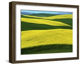 Canola Fields in bloom, Moscow, Idaho, USA-Charles Gurche-Framed Premium Photographic Print