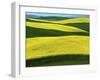 Canola Fields in bloom, Moscow, Idaho, USA-Charles Gurche-Framed Premium Photographic Print