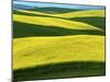 Canola Fields in bloom, Moscow, Idaho, USA-Charles Gurche-Mounted Premium Photographic Print