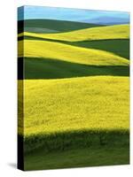 Canola Fields in bloom, Moscow, Idaho, USA-Charles Gurche-Stretched Canvas