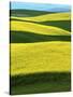 Canola Fields in bloom, Moscow, Idaho, USA-Charles Gurche-Stretched Canvas