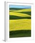 Canola Fields in bloom, Moscow, Idaho, USA-Charles Gurche-Framed Premium Photographic Print