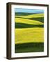 Canola Fields in bloom, Moscow, Idaho, USA-Charles Gurche-Framed Photographic Print