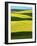 Canola Fields in bloom, Moscow, Idaho, USA-Charles Gurche-Framed Photographic Print