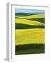 Canola Fields in bloom, Moscow, Idaho, USA-Charles Gurche-Framed Photographic Print