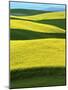 Canola Fields in bloom, Moscow, Idaho, USA-Charles Gurche-Mounted Photographic Print