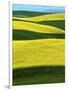 Canola Fields in bloom, Moscow, Idaho, USA-Charles Gurche-Framed Photographic Print