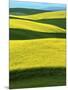 Canola Fields in bloom, Moscow, Idaho, USA-Charles Gurche-Mounted Photographic Print