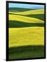 Canola Fields in bloom, Moscow, Idaho, USA-Charles Gurche-Framed Photographic Print