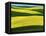 Canola Fields in bloom, Moscow, Idaho, USA-Charles Gurche-Framed Stretched Canvas