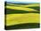 Canola Fields in bloom, Moscow, Idaho, USA-Charles Gurche-Stretched Canvas