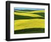 Canola Fields in bloom, Moscow, Idaho, USA-Charles Gurche-Framed Photographic Print