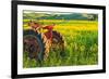 Canola Fields, town of Steptoe, Palouse Area, Washington State-Stuart Westmorland-Framed Photographic Print