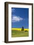 Canola fields with pine trees near Kamak Butte, Eastern Washington-Darrell Gulin-Framed Photographic Print