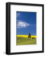 Canola fields with pine trees near Kamak Butte, Eastern Washington-Darrell Gulin-Framed Photographic Print