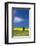 Canola fields with pine trees near Kamak Butte, Eastern Washington-Darrell Gulin-Framed Photographic Print