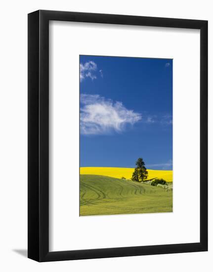 Canola fields with pine trees near Kamak Butte, Eastern Washington-Darrell Gulin-Framed Photographic Print