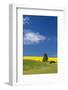 Canola fields with pine trees near Kamak Butte, Eastern Washington-Darrell Gulin-Framed Photographic Print