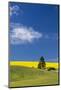 Canola fields with pine trees near Kamak Butte, Eastern Washington-Darrell Gulin-Mounted Photographic Print