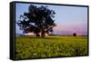 Canola in Flower, at Sunset-null-Framed Stretched Canvas