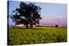 Canola in Flower, at Sunset-null-Stretched Canvas