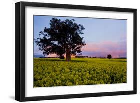 Canola in Flower, at Sunset-null-Framed Photographic Print