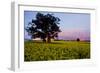 Canola in Flower, at Sunset-null-Framed Photographic Print