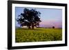 Canola in Flower, at Sunset-null-Framed Photographic Print