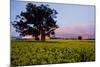 Canola in Flower, at Sunset-null-Mounted Photographic Print