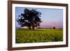 Canola in Flower, at Sunset-null-Framed Photographic Print