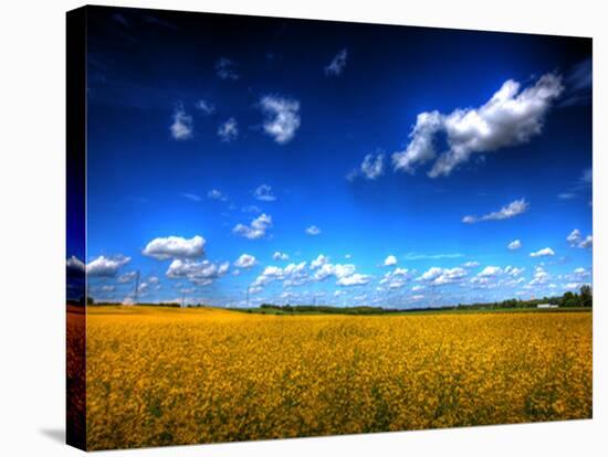 Canola-Dale MacMillan-Stretched Canvas