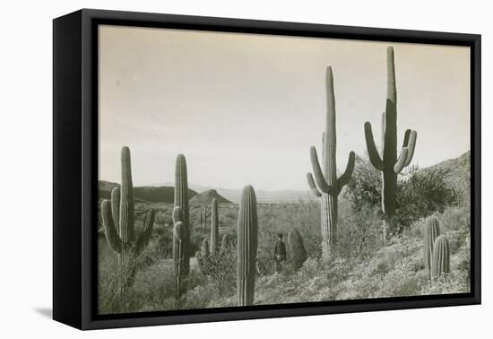 Canon des Coches, Tortolita Mountains, USA-D. T. MacDougal-Framed Stretched Canvas