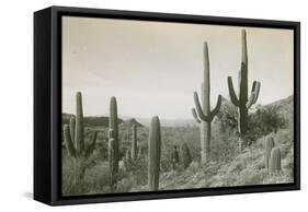 Canon des Coches, Tortolita Mountains, USA-D. T. MacDougal-Framed Stretched Canvas