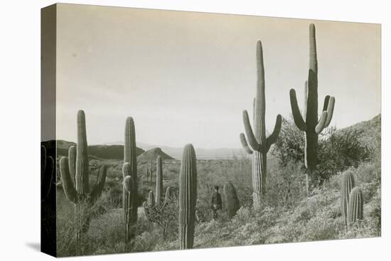 Canon des Coches, Tortolita Mountains, USA-D. T. MacDougal-Stretched Canvas