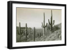 Canon des Coches, Tortolita Mountains, USA-D. T. MacDougal-Framed Premium Photographic Print