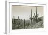 Canon des Coches, Tortolita Mountains, USA-D. T. MacDougal-Framed Premium Photographic Print