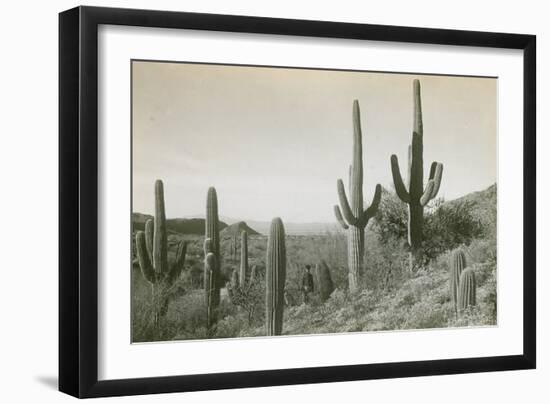 Canon des Coches, Tortolita Mountains, USA-D. T. MacDougal-Framed Photographic Print