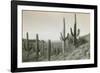 Canon des Coches, Tortolita Mountains, USA-D. T. MacDougal-Framed Photographic Print