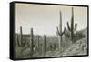 Canon des Coches, Tortolita Mountains, USA-D. T. MacDougal-Framed Stretched Canvas