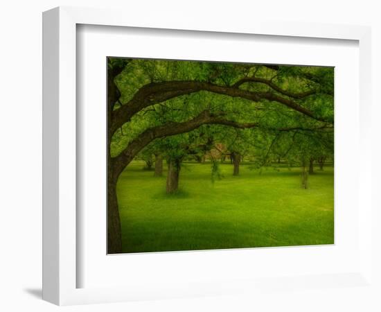 Canopu-Irene Suchocki-Framed Photographic Print