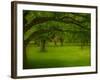 Canopu-Irene Suchocki-Framed Photographic Print