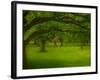 Canopu-Irene Suchocki-Framed Photographic Print