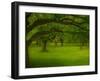 Canopu-Irene Suchocki-Framed Photographic Print