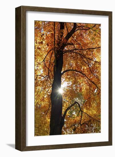 Canopy Of Color-5fishcreative-Framed Giclee Print