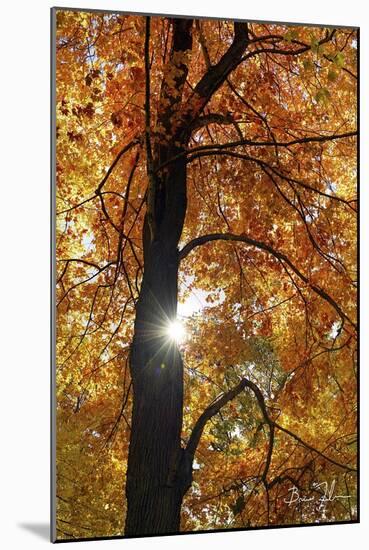 Canopy Of Color-5fishcreative-Mounted Giclee Print