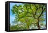 Canopy of Tall Oak Trees. Upper Branches of Tree-Grisha Bruev-Framed Stretched Canvas