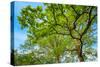 Canopy of Tall Oak Trees. Upper Branches of Tree-Grisha Bruev-Stretched Canvas