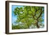 Canopy of Tall Oak Trees. Upper Branches of Tree-Grisha Bruev-Framed Photographic Print