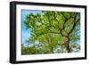 Canopy of Tall Oak Trees. Upper Branches of Tree-Grisha Bruev-Framed Photographic Print